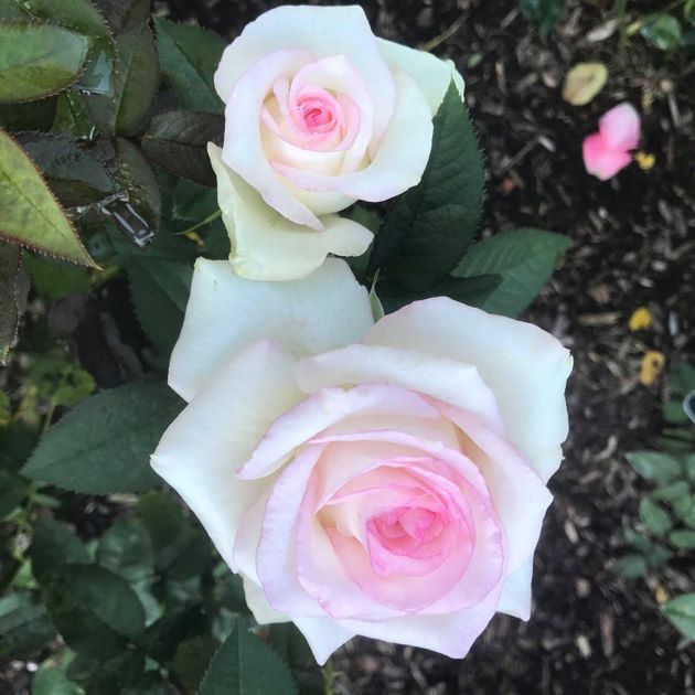 Rosemount Memorial Park Cemetery Roses